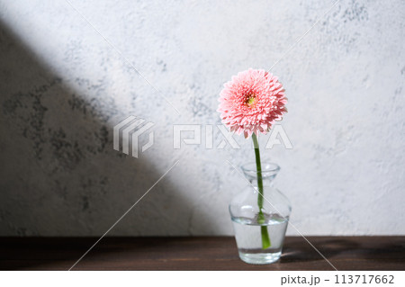 花瓶に生けたガーベラ 113717662