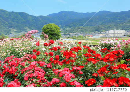 さかき千曲川バラ公園 さかき千曲川バラ公園 113717779