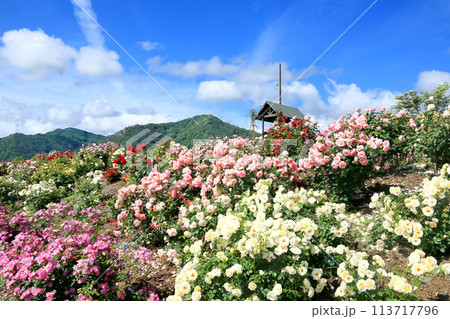 さかき千曲川バラ公園 113717796