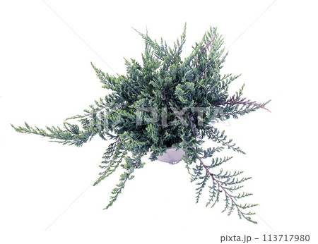 Juniperus horizontalis in studio 113717980