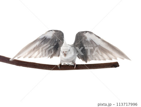 flying gray cockatiel 113717996