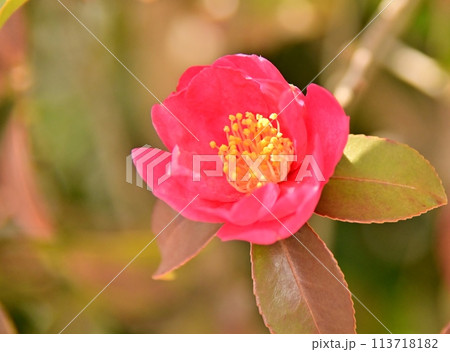 山茶花の赤い花 113718182
