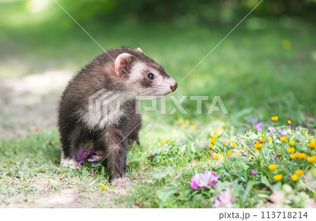 ferret in nature 113718214