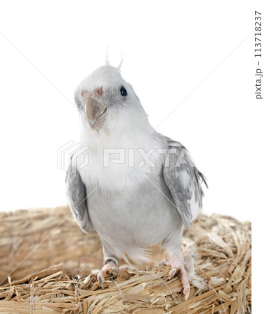 flying gray cockatiel flying gray cockatiel 113718237