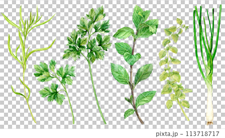 Watercolor collection of fresh herbs isolated: mint, tarragon, parsley, oregano, thyme, green onion. Kitchen herbs isolated on a white background. Fragrant Proven al spices for Mediterranean cuisine. 113718717