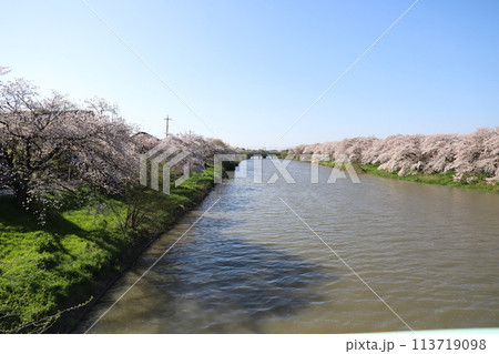 春の埼玉県蓮田市を流れる元荒川の両岸に咲くソメイヨシノの桜の花 113719098