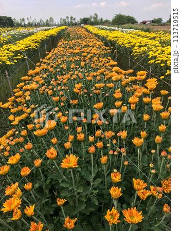 The vibrant chrysanthemum in the local farm. The vibrant chrysanthemum in the local farm. 113719515