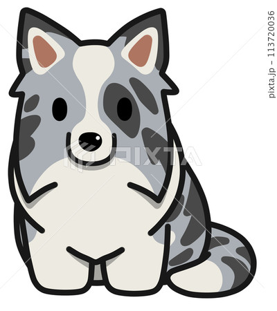 おすわりする立ち耳のボーダーコリー(ブルーマール) おすわりする立ち耳のボーダーコリー(ブルーマール) 113720036