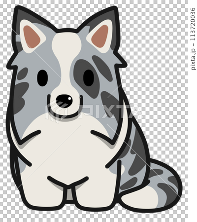 Sitting Border Collie (Blue Merle) with upright ears Sitting Border Collie (Blue Merle) with upright ears 113720036