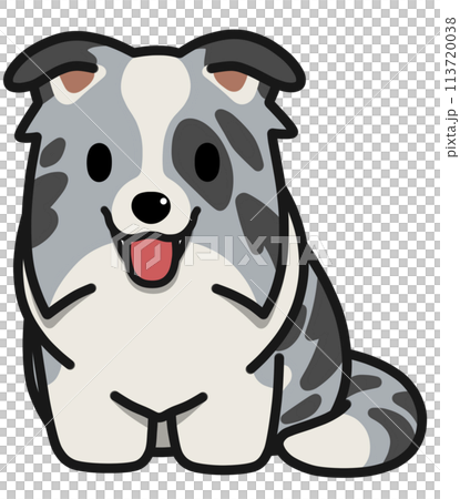 Smiling sitting Border Collie (Blue Merle) with droopy ears 113720038