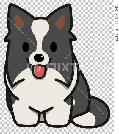 Smiling sitting Border Collie with upright ears (black and white) 113720049
