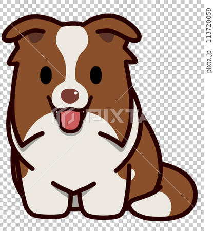 笑顔のおすわりする垂れ耳のボーダーコリー(レッドアンドホワイト) 笑顔のおすわりする垂れ耳のボーダーコリー(レッドアンドホワイト) 113720059