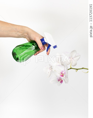 Woman spraying orchid flowers on the white background. Woman spraying orchid flowers on the white background. 113720191