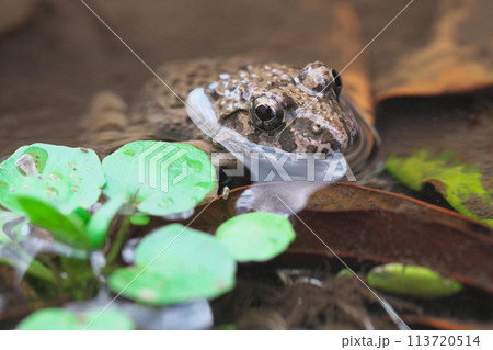 水面に顔を出すヌマガエル 113720514