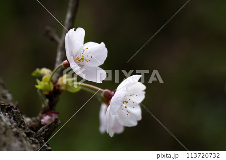 桜の花びらのクローズアップ素材 113720732