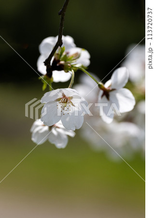 桜の花びらのクローズアップ素材 桜の花びらのクローズアップ素材 113720737