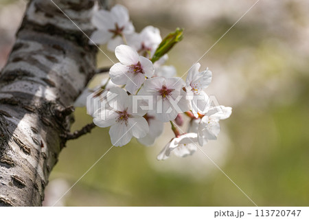 桜の花びらのクローズアップ素材 桜の花びらのクローズアップ素材 113720747
