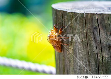木に残されたセミの抜け殻 木に残されたセミの抜け殻 113720867