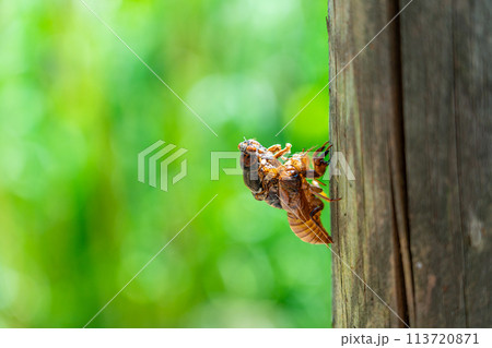抜け殻から出ようとしているセミ 抜け殻から出ようとしているセミ 113720871