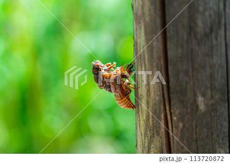 抜け殻から出ようとしているセミ 抜け殻から出ようとしているセミ 113720872