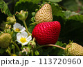 Ripe Strawberry On Flowering Strawberry Plant (Fragaria x ananassa) 113720960