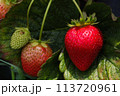 Ripe Strawberry With Ripening Strawberries (Fragaria x ananassa) 113720961
