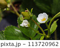 White Flower On Flowering Strawberry Plant (Fragaria x ananassa) 113720962