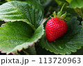 Fresh Strawberry Fruit On Lush Green Leaves (Fragaria x ananassa) 113720963