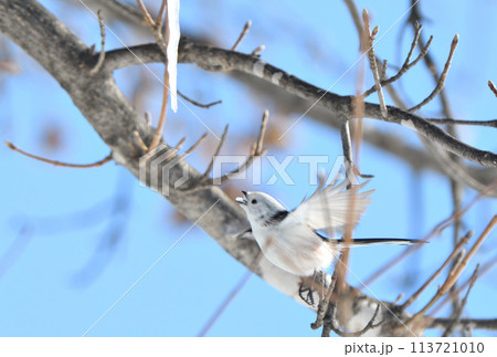 冬の北海道の公園の楓の氷柱をホバリングして舐めるシマエナガ 冬の北海道の公園の楓の氷柱をホバリングして舐めるシマエナガ 113721010