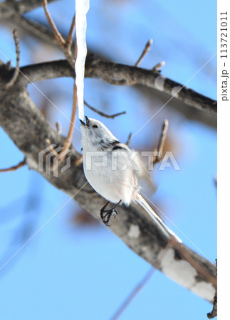 冬の北海道の公園の楓の氷柱をホバリングして舐めるシマエナガ 113721011