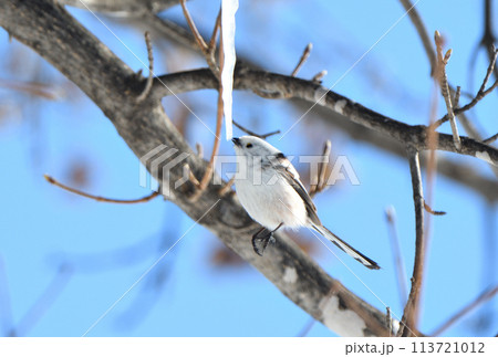 冬の北海道の公園の楓の氷柱をホバリングして舐めるシマエナガ 冬の北海道の公園の楓の氷柱をホバリングして舐めるシマエナガ 113721012