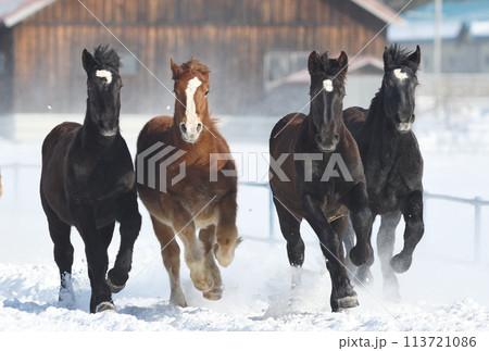北海道　音更町十勝牧場の冬の馬追い運動 113721086