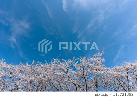 満開のソメイヨシノと青空のコピースペース 113721382