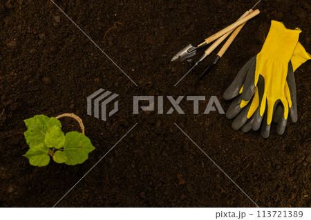 There are gardening tools and gloves with a seedling on the ground. View from above. Beautiful view of garden tools lying on the ground with a small sprout in a pot of soil. There are gardening tools and gloves with a seedling on the ground. View from above. Beautiful view of garden tools lying on the ground with a small sprout in a pot of soil. 113721389