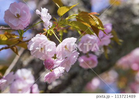満開を迎えた八重桜の花 ヤエザクラ 113721489