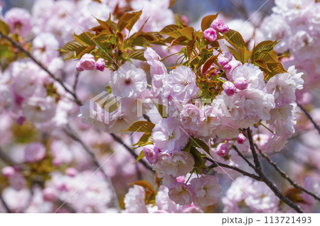 満開を迎えた八重桜の花 ヤエザクラ 113721493