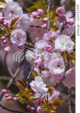 満開を迎えた八重桜の花 ヤエザクラ 満開を迎えた八重桜の花 ヤエザクラ 113721497