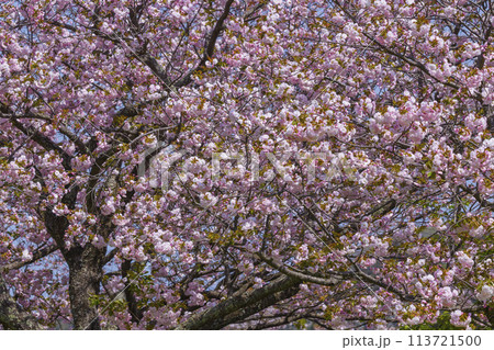 満開を迎えた八重桜の花 ヤエザクラ 113721500