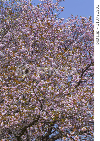 満開を迎えた八重桜の花 ヤエザクラ 113721501