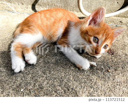 ゴロゴロにゃんこ～可愛い子猫～ 113721512