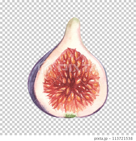Watercolor half of fig isolated on white background. Hand drawn realistic illustration of fruit. 113721538