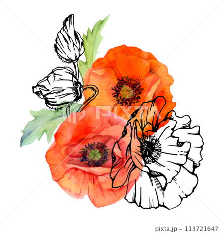 Hand drawn watercolor botanical illustration flowers leaves. Red poppy papaver, stems buds seedpods. Field bouquet isolated on white background. Design wedding, love cards, remembrance day stationery 113721647