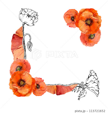Hand drawn watercolor botanical illustration flowers leaves. Red poppy papaver, stems buds seedpods. Border frame isolated on white background. Design wedding, love cards, remembrance day stationery 113721652