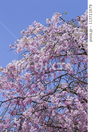 満開を迎えた枝垂桜の花 シダレザクラ 113721679