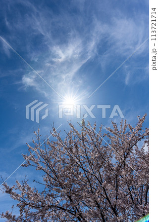 満開のソメイヨシノと春の太陽 満開のソメイヨシノと春の太陽 113721714