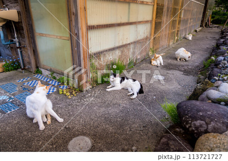 ねこ天国~安らぎの場所~ ねこ天国~安らぎの場所~ 113721727