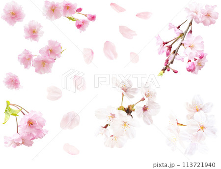 切り抜き素材セットー色々な桜 切り抜き素材セットー色々な桜 113721940