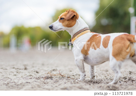Jack Russell terrier attentively watching on the side 113721978