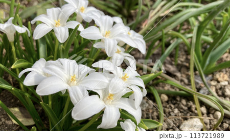 早春に開花する白いチオノドクサ 113721989