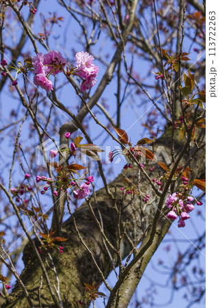 咲き始めの八重桜の花 ヤエザクラ 113722263